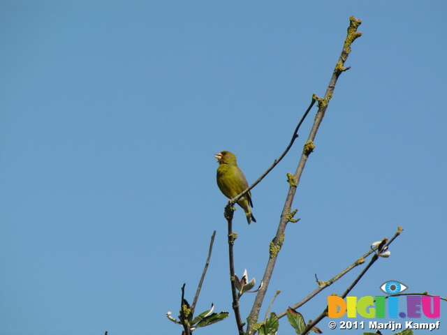 SX18752 Singing Greenfinch (Carduelis chloris) in tree